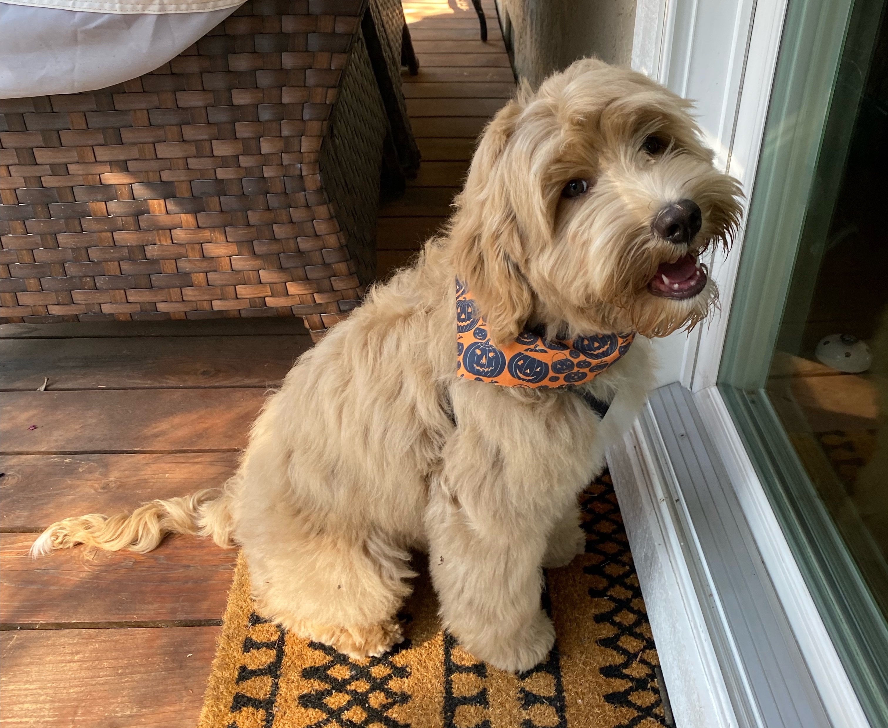 Jack wearing a bandana